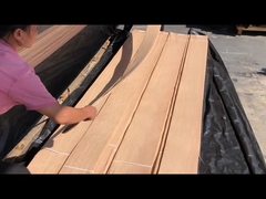 القشرة الأمريكية البيضاء البلوطية